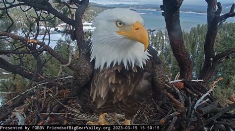 jackie and shadow cam 2|Big Bear Lake Bald Eagle Updates – Chirp Nature Center.